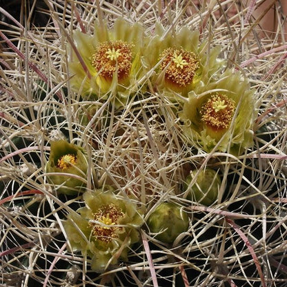  Ferocactus Acanthodes F. Albispinus Cactus Plant