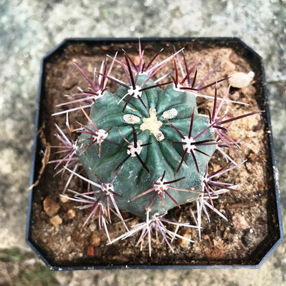  Ferocactus Acanthodes Ssp. Lecontei Cactus Plant