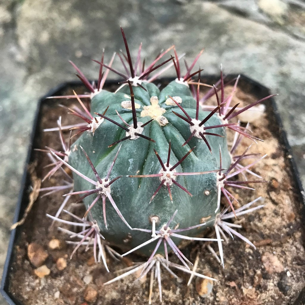  Ferocactus Acanthodes Ssp. Lecontei Cactus Plant