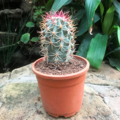  Ferocactus Acanthodes Ssp. Lecontei Cactus Plant