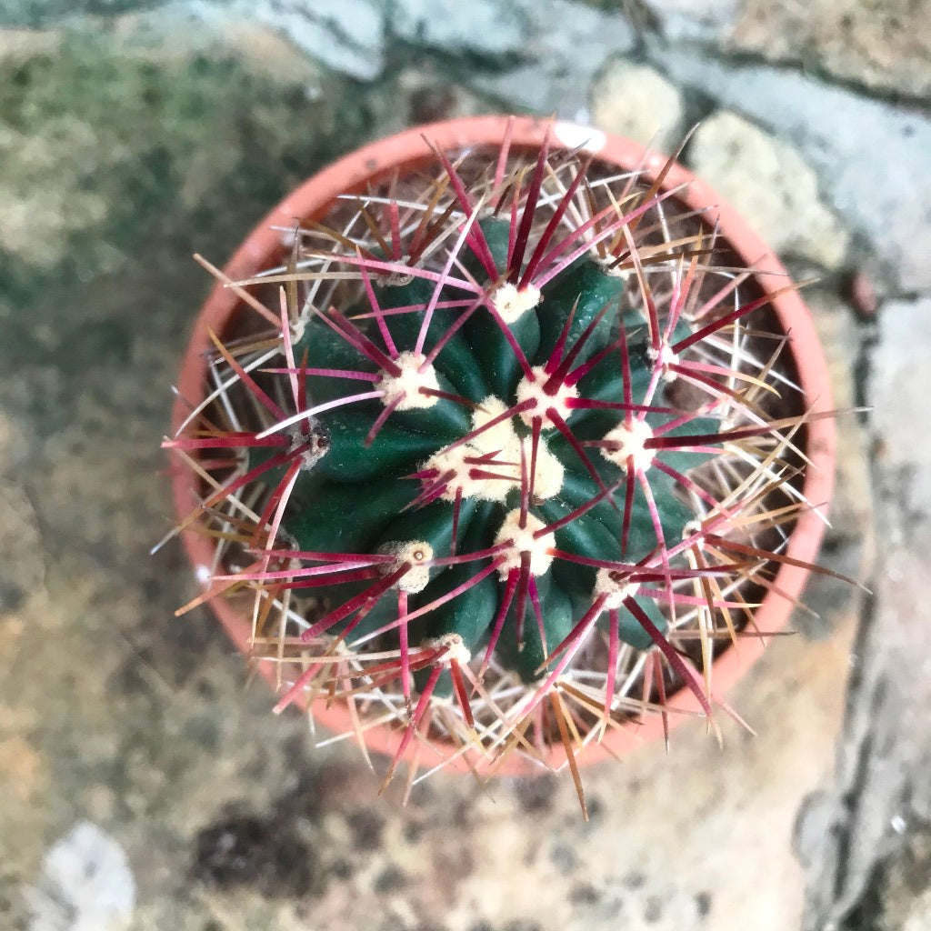  Ferocactus Acanthodes Ssp. Lecontei Cactus Plant
