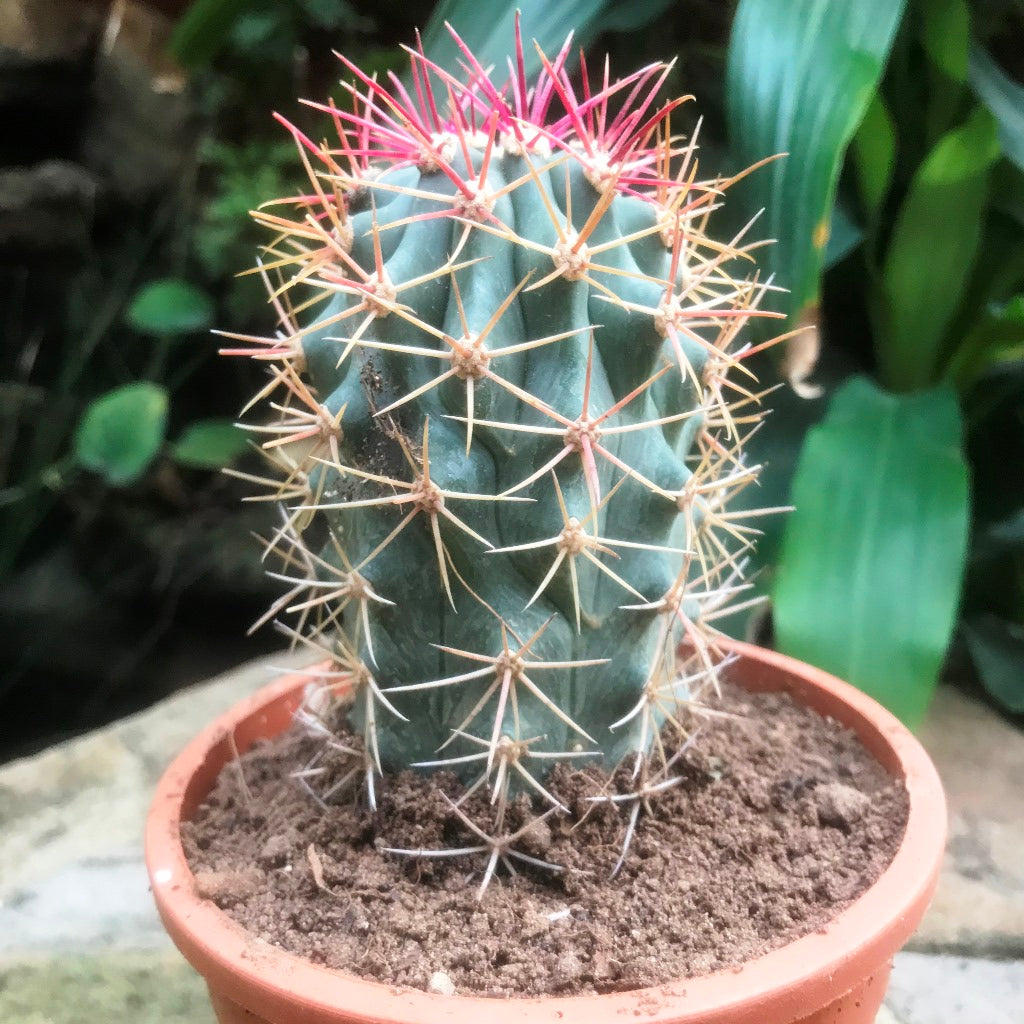  Ferocactus Acanthodes Ssp. Lecontei Cactus Plant