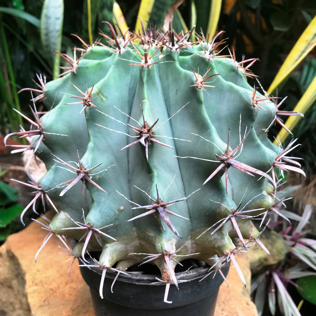  Ferocactus Horridus Brevispinu Cactus Plant