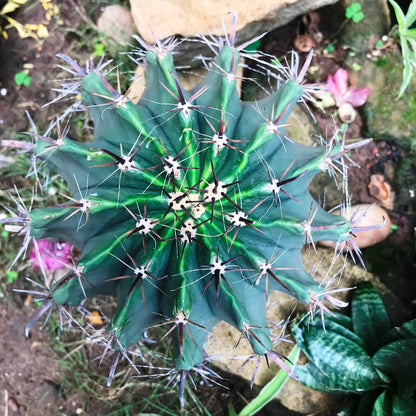 Ferocactus Horridus Brevispinu Cactus Plant