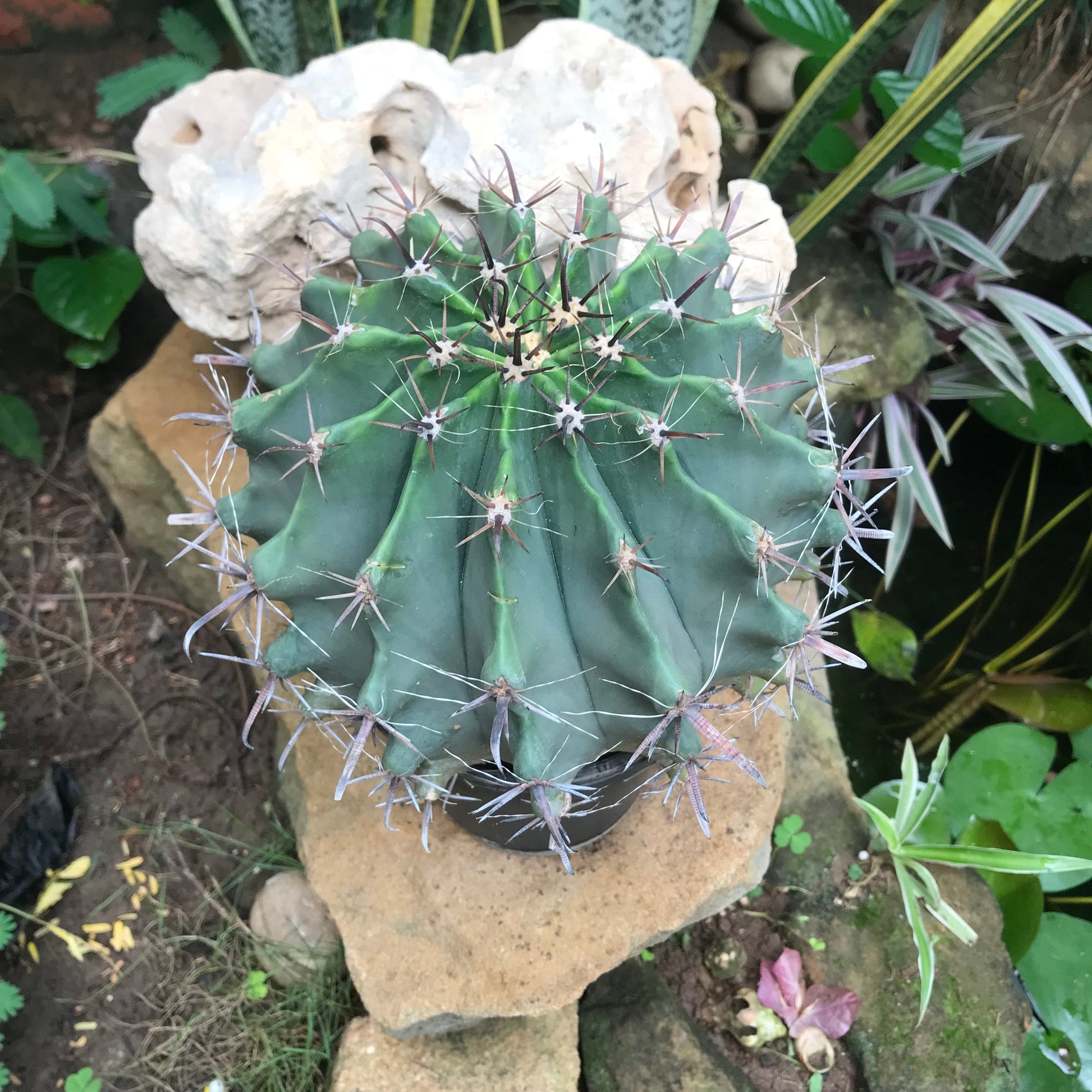  Ferocactus Horridus Brevispinu Cactus Plant