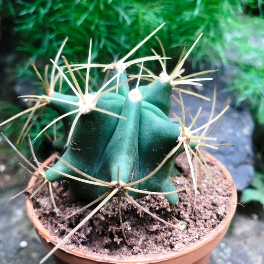  Ferocactus Acanthodes F. Albispinus Cactus Plant