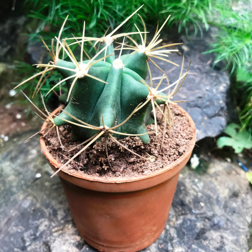  Ferocactus Acanthodes F. Albispinus Cactus Plant