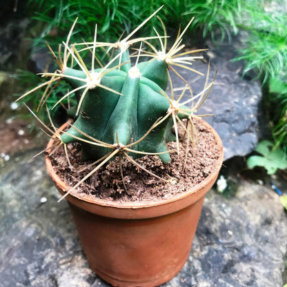  Ferocactus Acanthodes F. Albispinus Cactus Plant