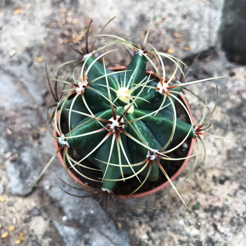  Ferocactus Electracanthus Cactus Plant