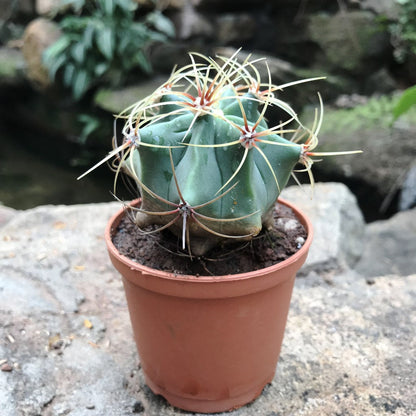  Ferocactus Electracanthus Cactus Plant