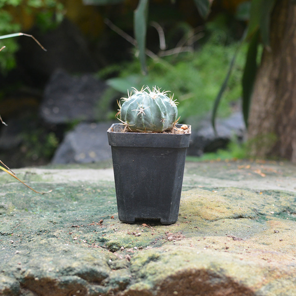  Ferocactus Latispinus Var. Latispinus Cactus Plant