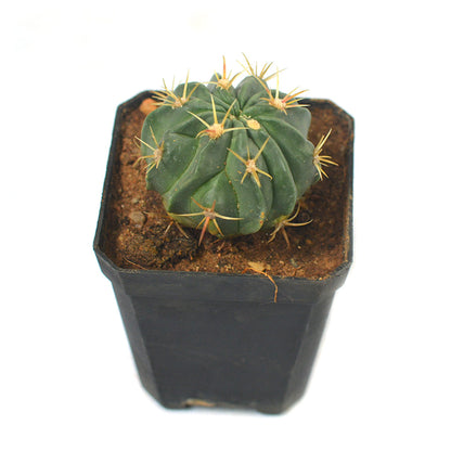  Ferocactus Latispinus Var. Latispinus Cactus Plant