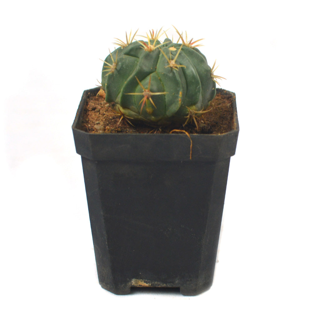  Ferocactus Latispinus Var. Latispinus Cactus Plant