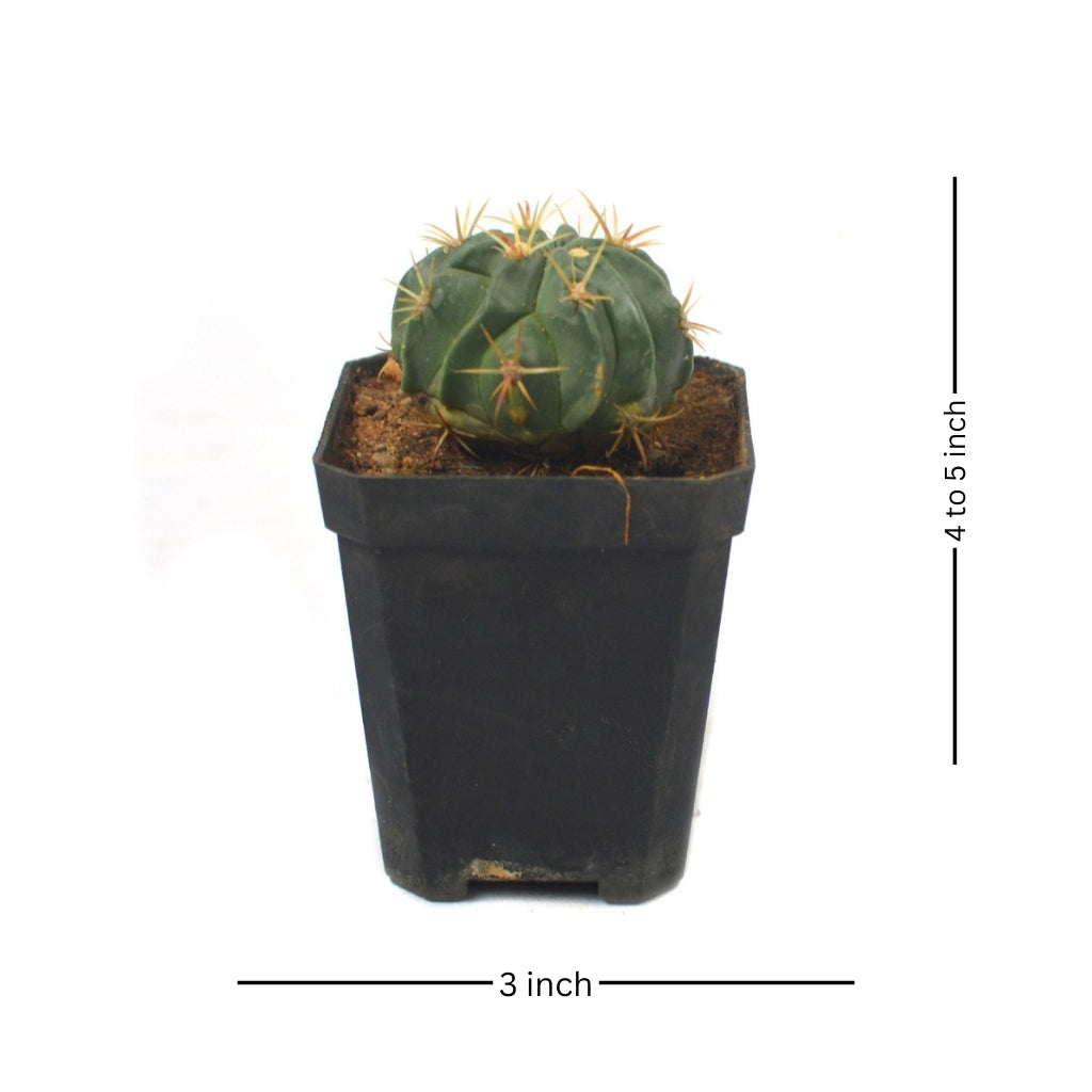  Ferocactus Latispinus Var. Latispinus Cactus Plant