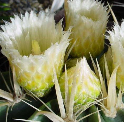  Ferocactus Latispinus Var. Flavispinus Cactus Plant