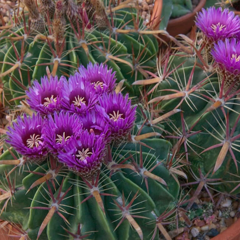  Ferocactus Latispinus Var. Latispinus Cactus Plant