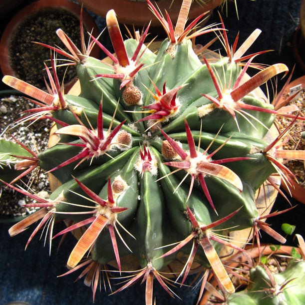  Ferocactus Latispinus Var. Latispinus Cactus Plant