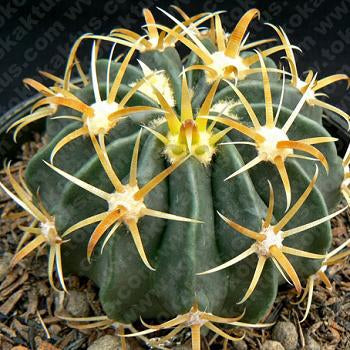  Ferocactus Latispinus Var. Flavispinus Cactus Plant