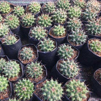  Ferocactus Latispinus Var. Flavispinus Cactus Plant