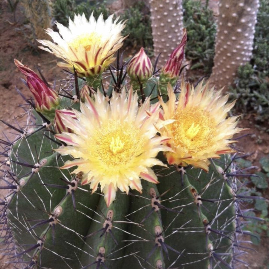  Ferocactus Horridus Brevispinu Cactus Plant