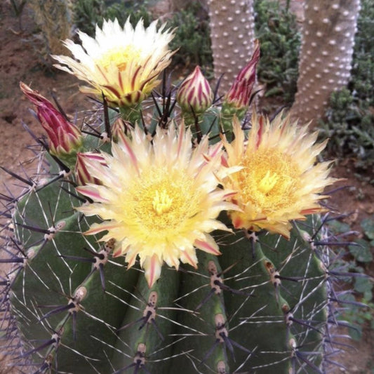  Ferocactus Horridus Brevispinu Cactus Plant