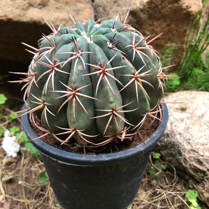  Ferocactus Horridus Brevispinu Cactus Plant