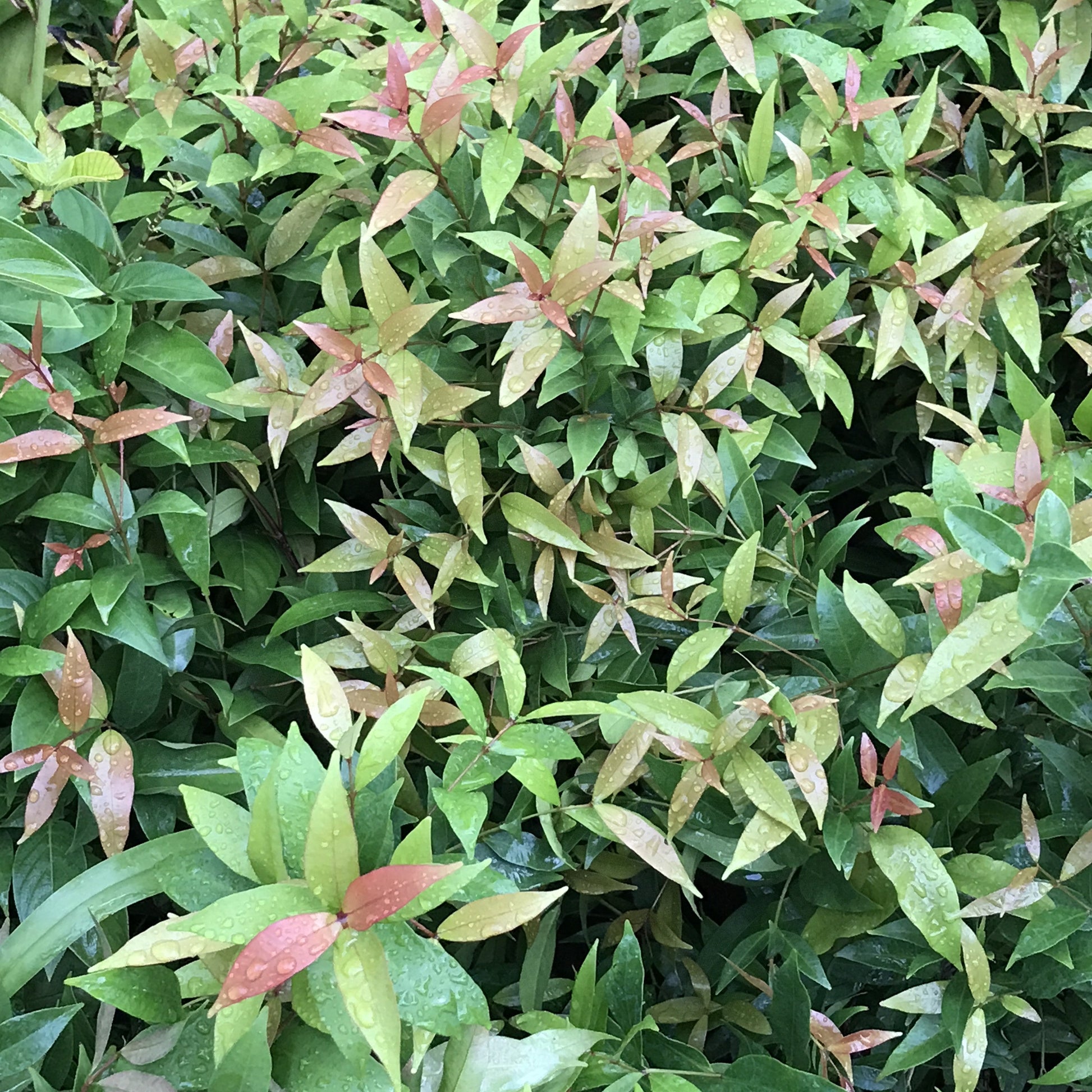 Ficus Benjamina Exotica Plant