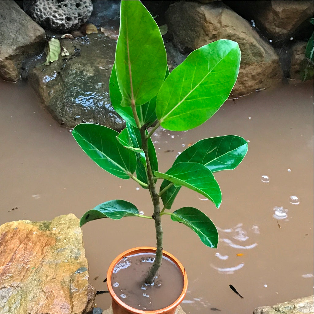  Ficus Benghalensis Banyan Tree Plant