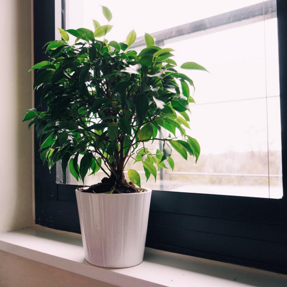  Ficus Benjamina Daniell Plant