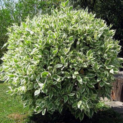  Ficus Benjamina Starlight Plant