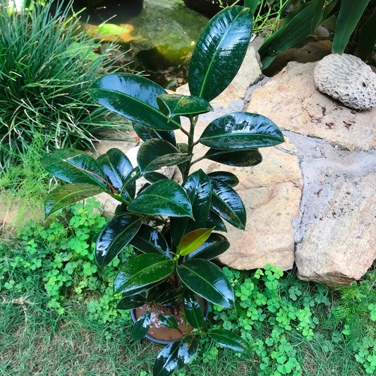  Ficus Elastica Robusta Plant