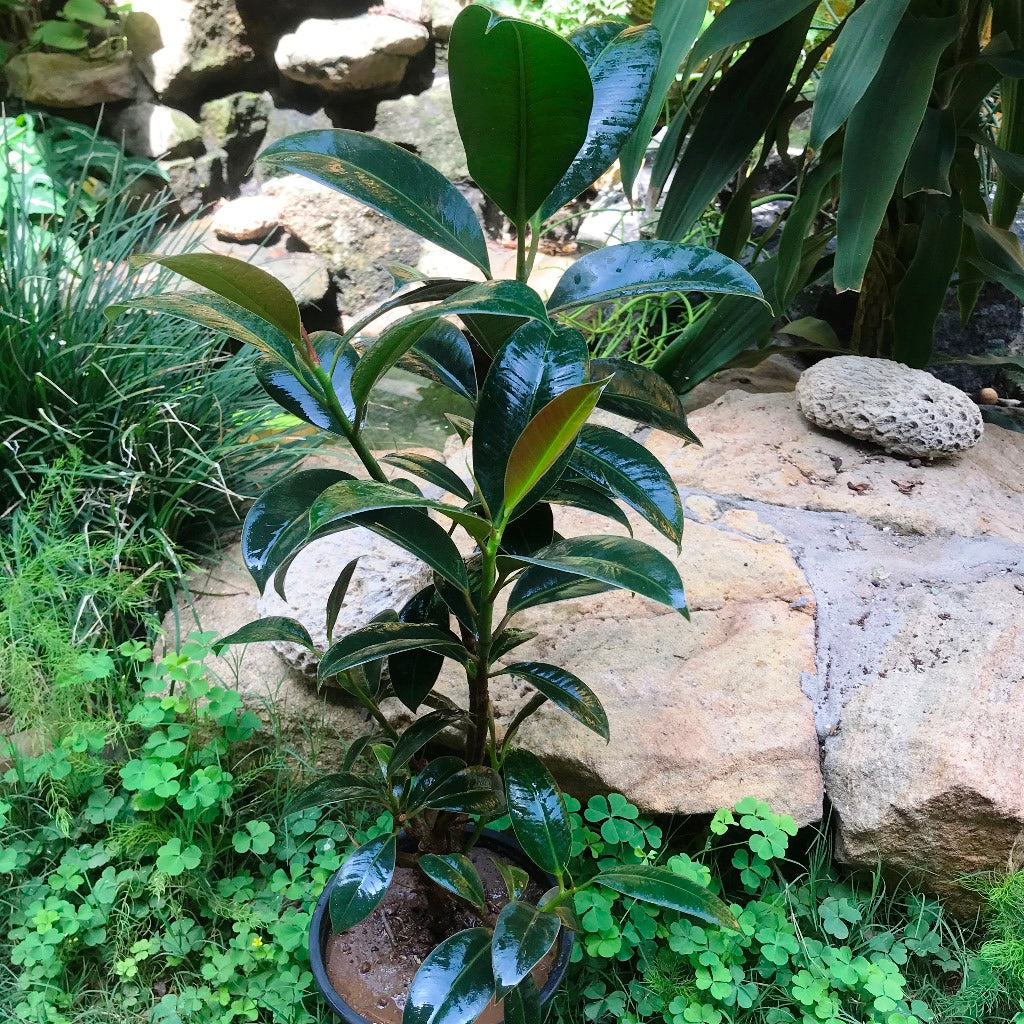  Ficus Elastica Robusta Plant