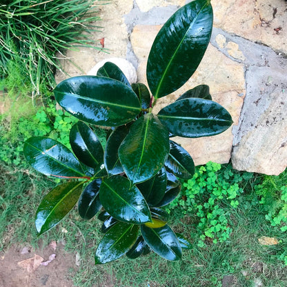  Ficus Elastica Robusta Plant