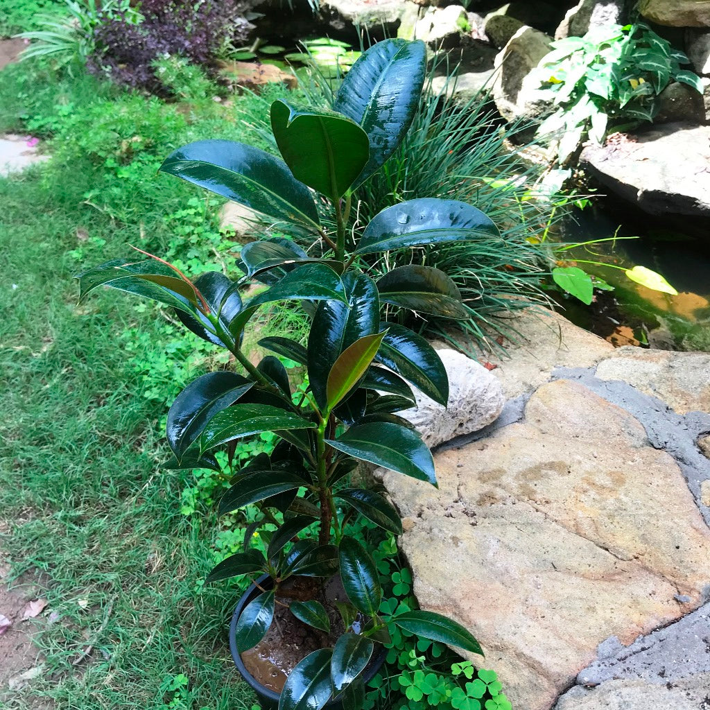  Ficus Elastica Robusta Plant