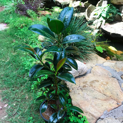  Ficus Elastica Robusta Plant