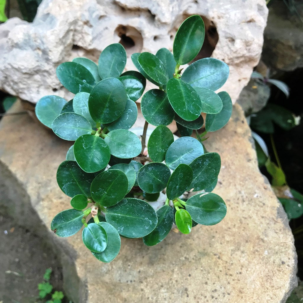  Ficus Microcarpa Compacta Plant