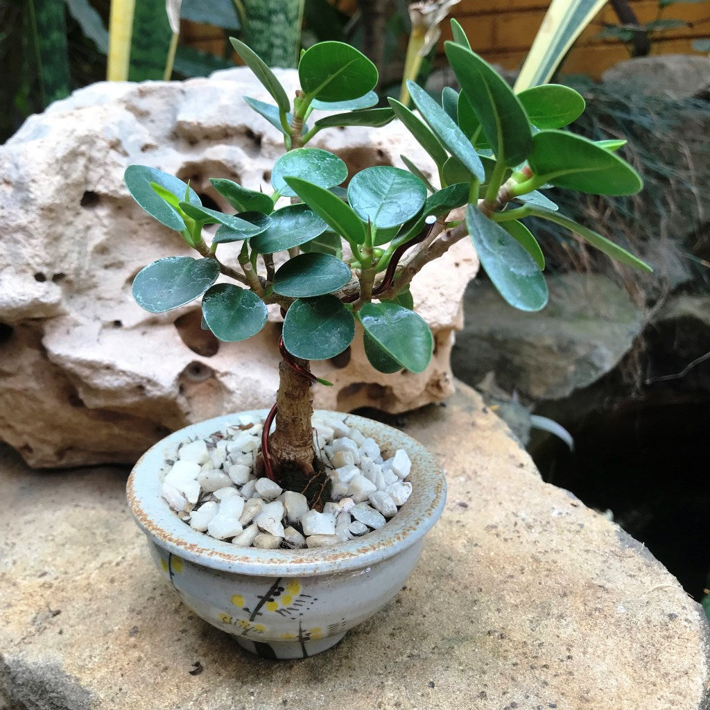  Ficus Microcarpa Compacta Plant