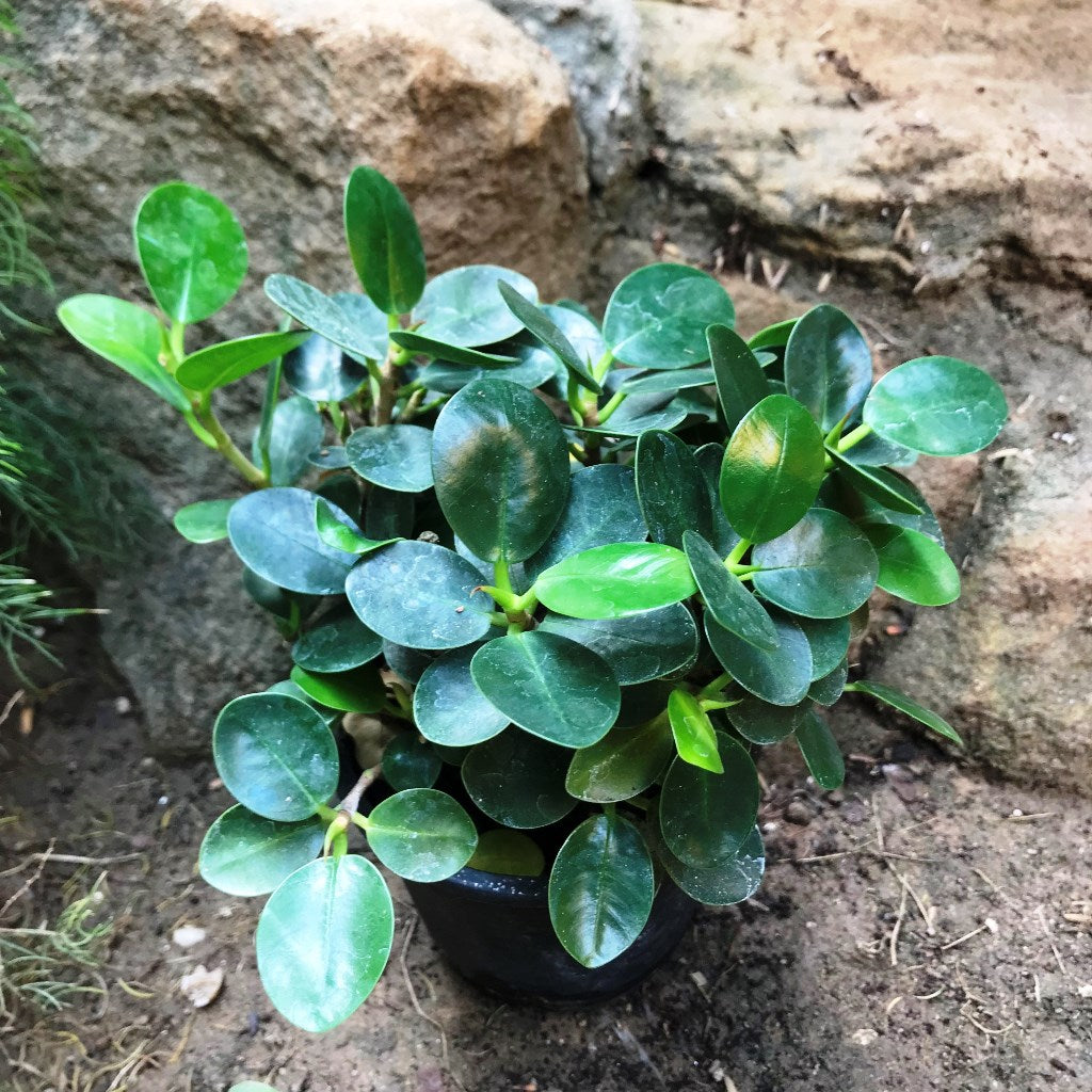  Ficus Microcarpa Compacta Plant