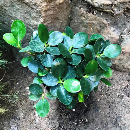  Ficus Microcarpa Compacta Plant