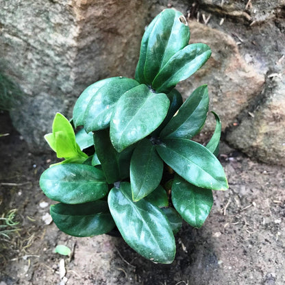  Ficus Microcarpa Compacta Plant
