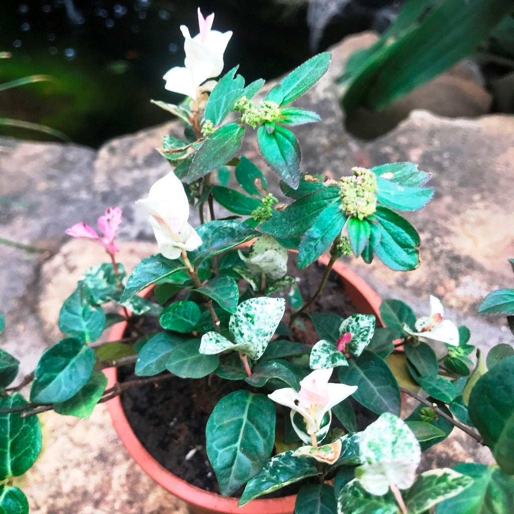  Ficus Pumila Repens Variegata Plant