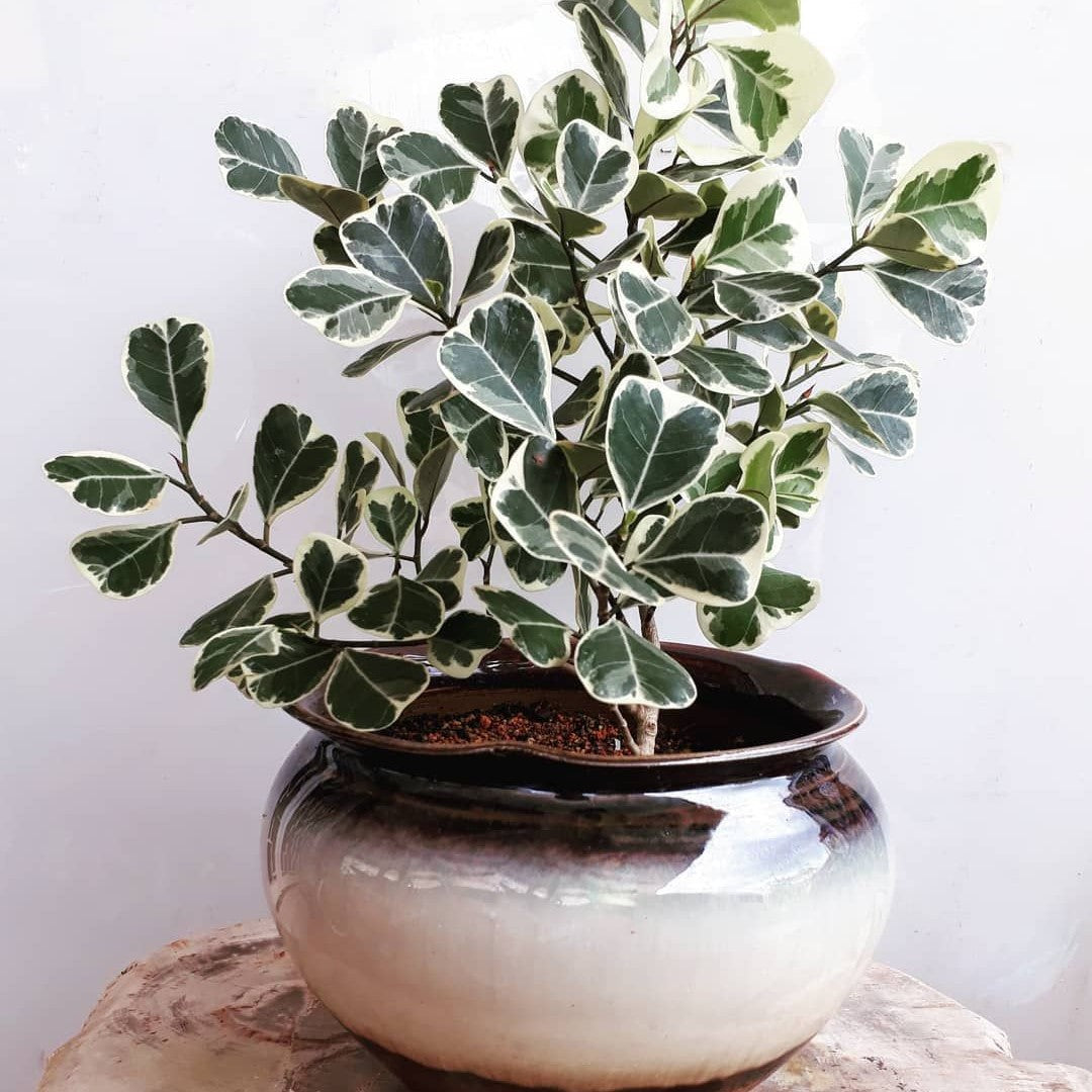  Ficus Triangularis Variegata Plant