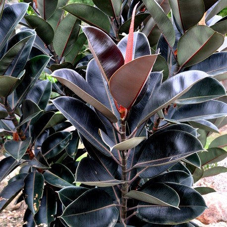  Ficus Elastica Burgundy Plant