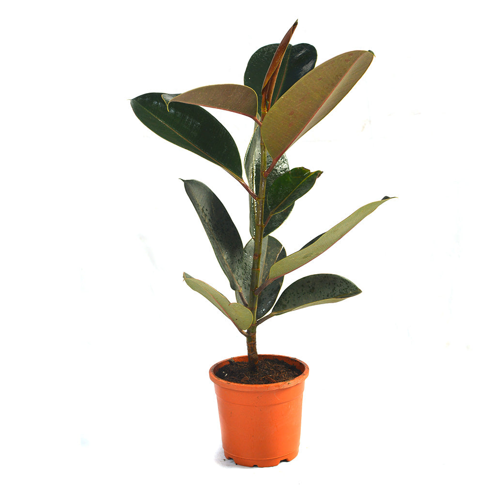  Ficus Elastica Burgundy Plant