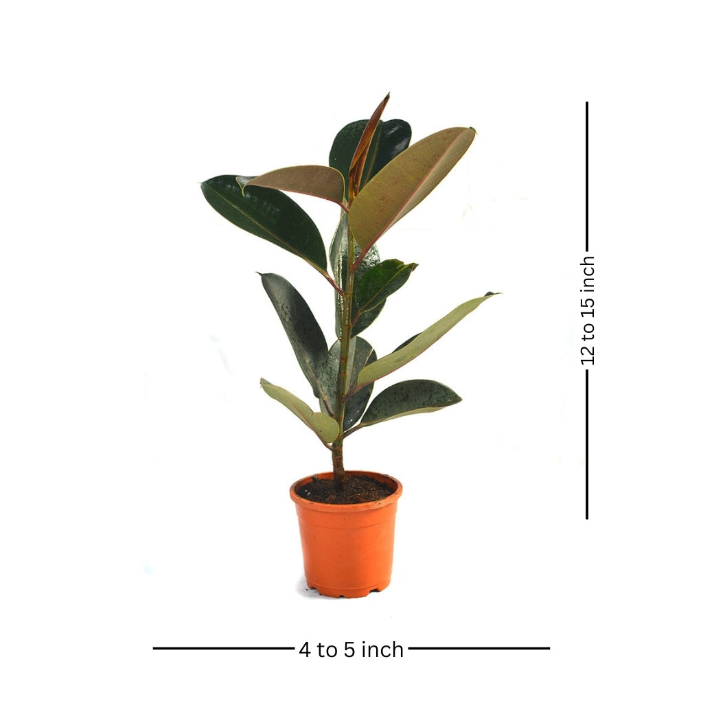  Ficus Elastica Burgundy Plant