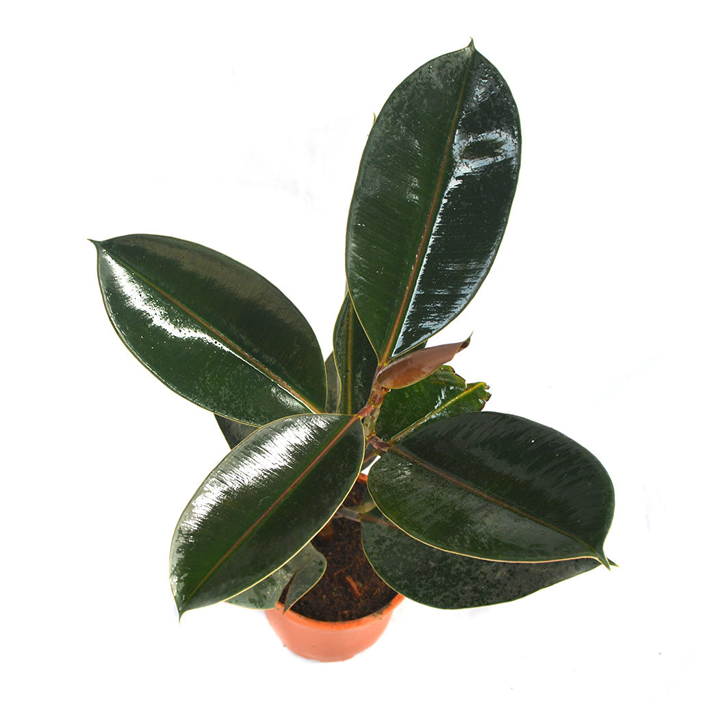  Ficus Elastica Burgundy Plant