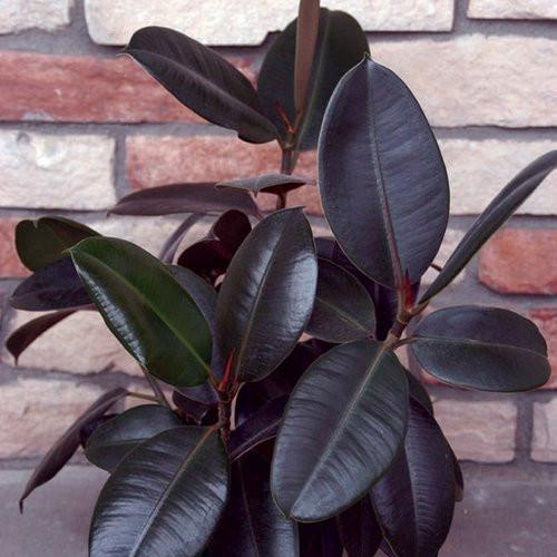 Ficus Elastica Burgundy Plant