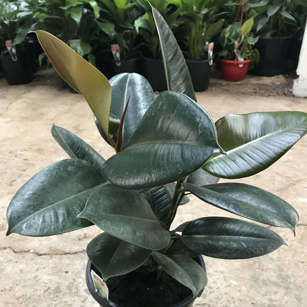  Ficus Elastica Robusta Plant
