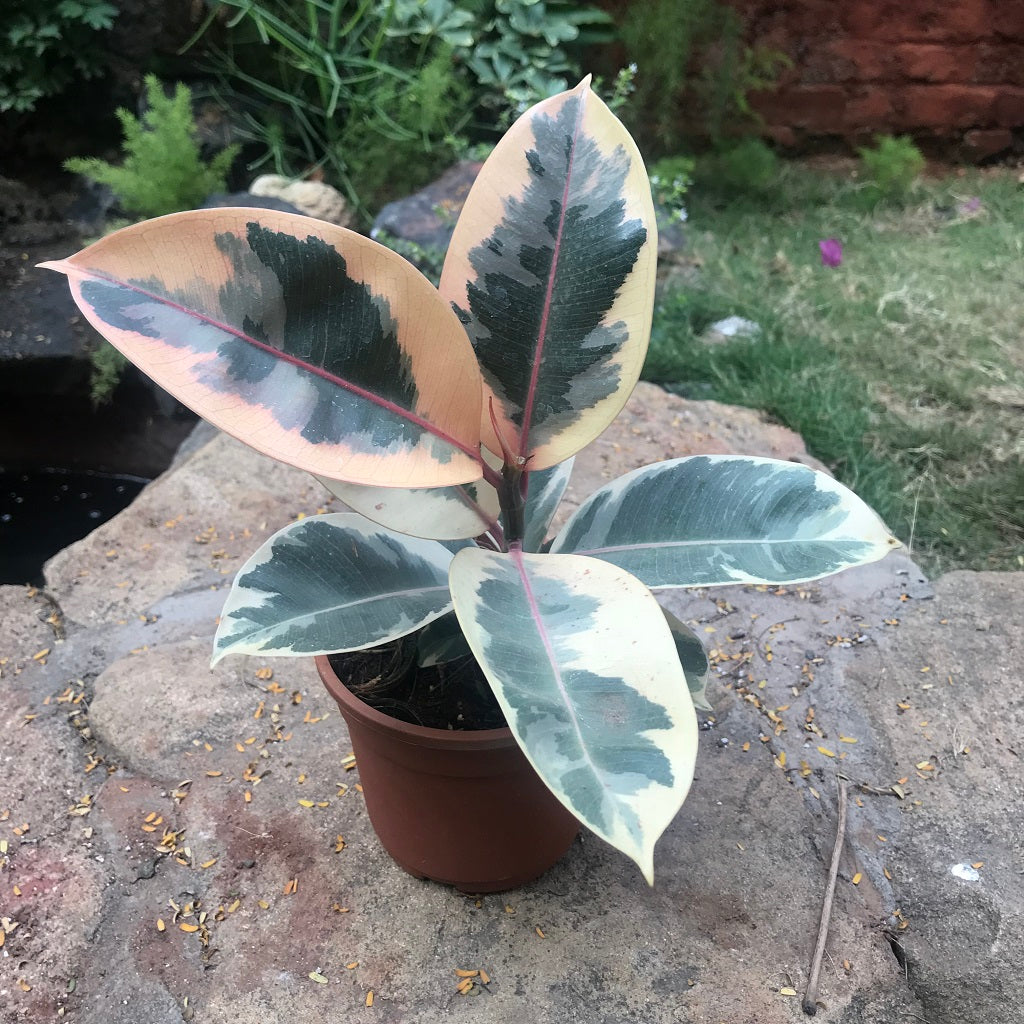  Ficus Elastica Tineke Plant