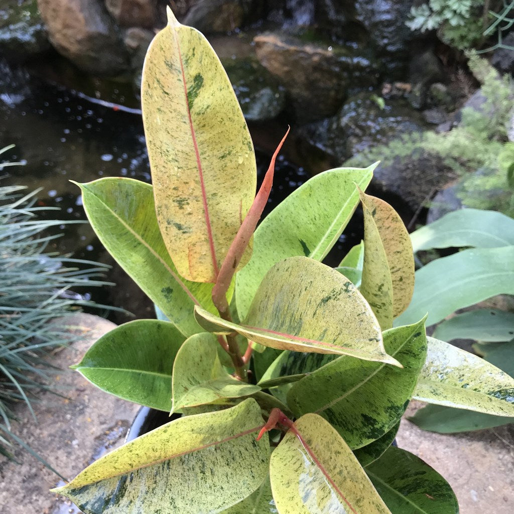  Ficus Elastica Shivereana Plant